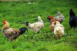 Alaplı`da Köy Tavuğu Projesi