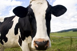 Ardahan`da Şap Karantinası