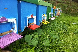 Arıcılığı Çekirdekten Öğreniyorlar