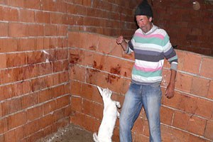 Hakkari`de Saanen Keçileri İlk Yavrularını Verdi