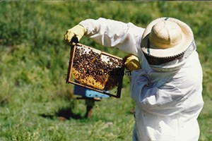 Bingöl`de Arıcılık Çalıştayı