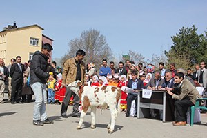 Bingöl`de Buzağı Yarışması Yapıldı