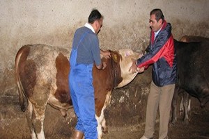 Çıldır`da Büyükbaş Hayvanlara Çiçek Aşısı Yapıldı