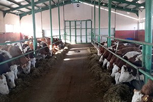 Erzurum`da Organik Et Ve Süt Üretimi Projesi