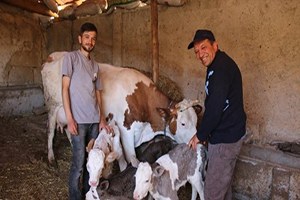 Eskişehir`in Seyitgazi İlçesinde Bir İnek Üçüz Doğurdu