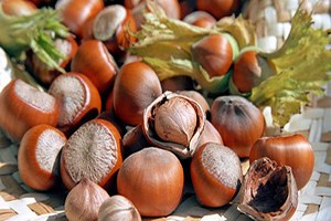 Fındıkta Yeni Umut: Arap Pazarı