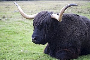 İnternetten Kazara Tibet Öküzü Sipariş Etti