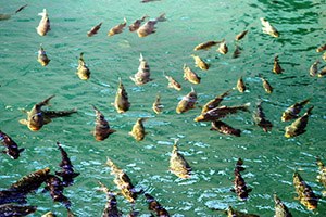 Keban`da Su Ürünleri İstişare ve Avlanma Yasağı Toplantısı