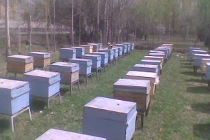 Kavak`ta Arıcılara Kovanlara İlkbahar Bakımı Uyarısı