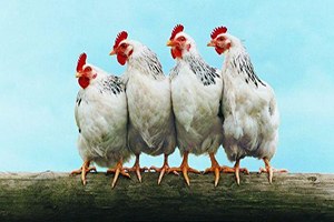 Tüik, Kümes Hayvancılığı Üretimi İstatistiklerini Açıkladı