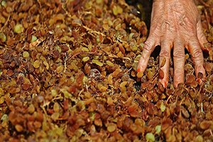 Kuru Üzümde İlaç Kalıntısıyla Mücadele