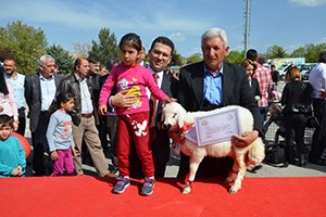 Malatya`da En Güzel Kuzu Yarışması Yapıldı