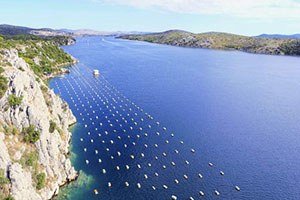 Marmara Denizi`nde Midye Çiftliği Tehlikesi