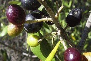 Nizip Zeytini ve Zeytinyağı İzmir`de Ulusal Pazarında