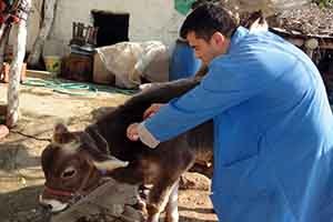 Osmaniye`de Hayvanları Aşılama Çalışmaları