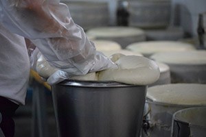 Peynir Üretim Kursundaki, Kursiyerler Üretime Başladı