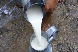 Sokak Sütünde Büyük Oyun, Organik Gibi Gösteriyorlar