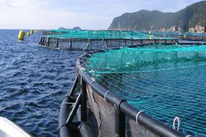 Su Ürünleri Yetiştiriciliğinde Yönetmelik Uygulama Süresi Uzatıldı