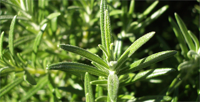 Uzun Yaşamın Sırrı Bu Bitkide Mi?