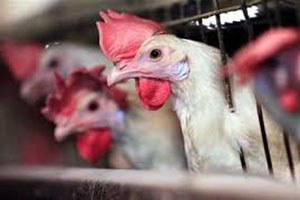 Afyonkarahisar Yumurta Tavuğu Üretiminde Birinci Sırada