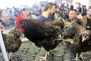 Konya`da İki Tavuğa 3 Bin Lira!
