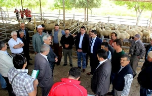 Koç Memleketine Geri Döndü