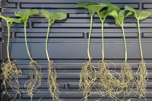 Bitkiler İçin Geliştirilen Probiyotikler Dünyayı Beslemeye Yardımcı Oluyor