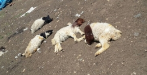 İslahiye`de Şap Salgını