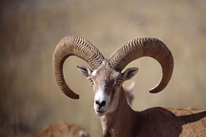 Isparta`da 5, Antalya`da 47 Yaban Keçisi İçin Av Kotası Konuldu