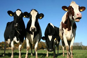 Trakya Hayvancılık, Süt Ürünleri ve Tohum Fuarı