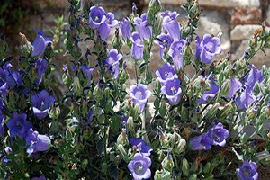 Çiçeği Koparana 41 Bin Lira Ceza