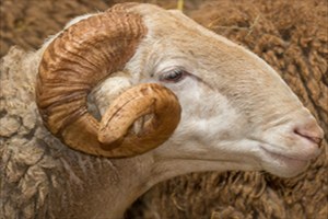 Kırıkkale`de Çiftçilere 126 Damızlık Koç Dağıtıldı