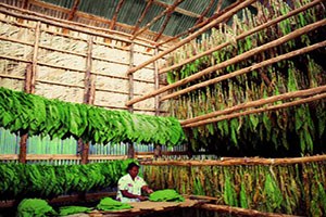 Endonezya`da Tütün Tarlalarında Çalışan Çocuklar