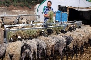 Et Krizini Çözecek Marifetli Koyunlar