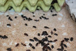 Gdo`lu Yemlere Alternatif Yem