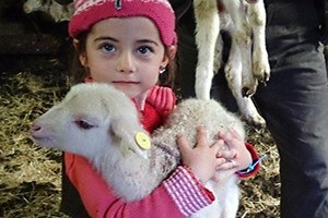 Hisarcık`ta Koyun ve Keçilere Elektronik Küpeleme