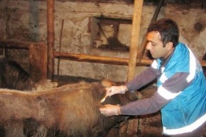 Hisarcık`ta Şap Karantinası