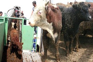 İzmir Limanı`na Turist Yerine Sığır Geldi