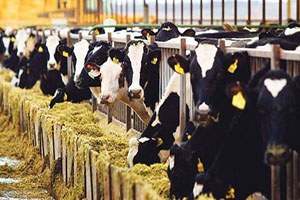 Karacabey`de Süt ve Besi Hayvancılığı Çalıştayı Başladı