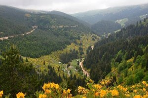 Karadeniz Yaylaları Çiçek Açtı