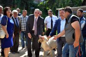 Kınık`ta Kıvırcık Cinsi Koçlar Dağıtıldı