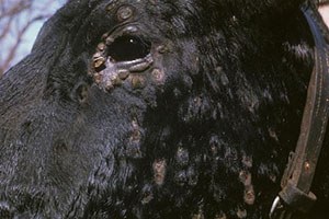 Muğla`da Nodüler Ekzantemi Çalışması