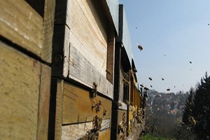 Muş Ekonomisine Ballı Katkı