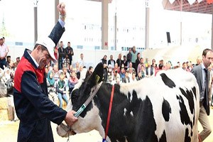 Çelik: Süt Fiyatı Müdahaleden Sonra Toparlandı