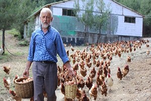 Tavukların Efendisi...