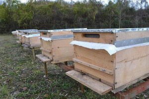 Tika`dan Özbekistan`da Bal Üretiminin Geliştirilmesine Destek