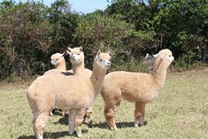 Türkiye`de İlk Kez Alpaka Deve Çiftliği Kurulacak