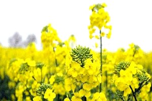 Yağlı Tohumlu Bitkilerin Destek Başvuruları İçin Süre Uzatıldı