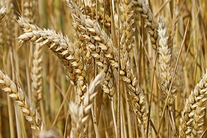 Yemeğimizi Ona Katık Etmeden Olmuyor!