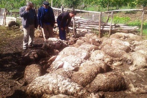 Yozgat`ta Ağıla Giren Kurtlar 75 Koyun ve Kuzuyu Telef Etti